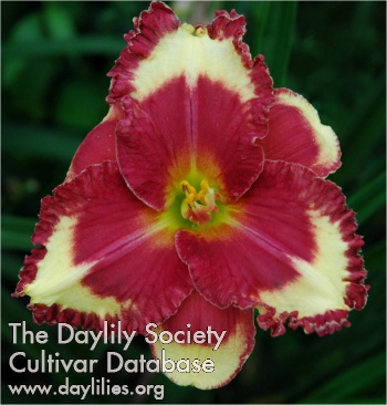 Daylily Red, White and Bold